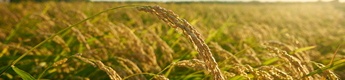 Rice field